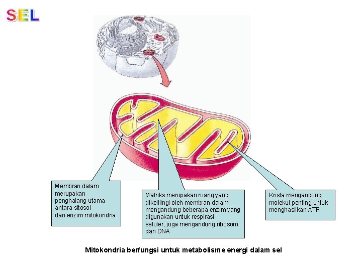 Membran dalam merupakan penghalang utama antara sitosol dan enzim mitokondria Matriks merupakan ruang yang