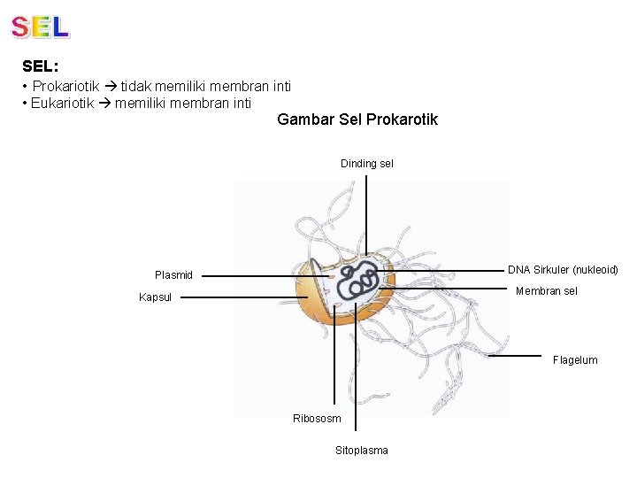 SEL: • Prokariotik tidak memiliki membran inti • Eukariotik memiliki membran inti Gambar Sel