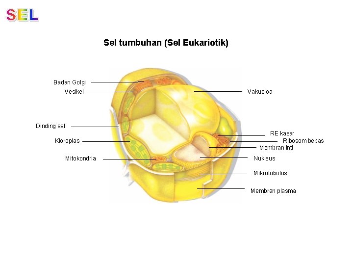 Sel tumbuhan (Sel Eukariotik) Badan Golgi Vesikel Vakuoloa Dinding sel Kloroplas Mitokondria RE kasar