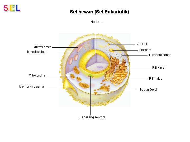 Sel hewan (Sel Eukariotik) Nukleus Vesikel Mikrofilamen Mikrotubulus Lisosom Ribosom bebas RE kasar Mitokondria