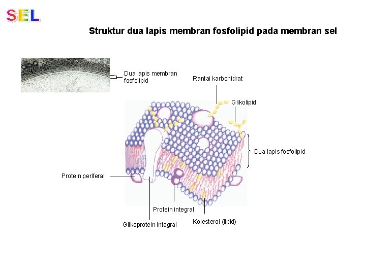 Struktur dua lapis membran fosfolipid pada membran sel Dua lapis membran fosfolipid Rantai karbohidrat