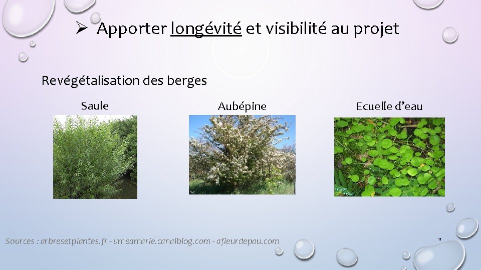 Ø Apporter longévité et visibilité au projet Revégétalisation des berges Saule Aubépine Sources :