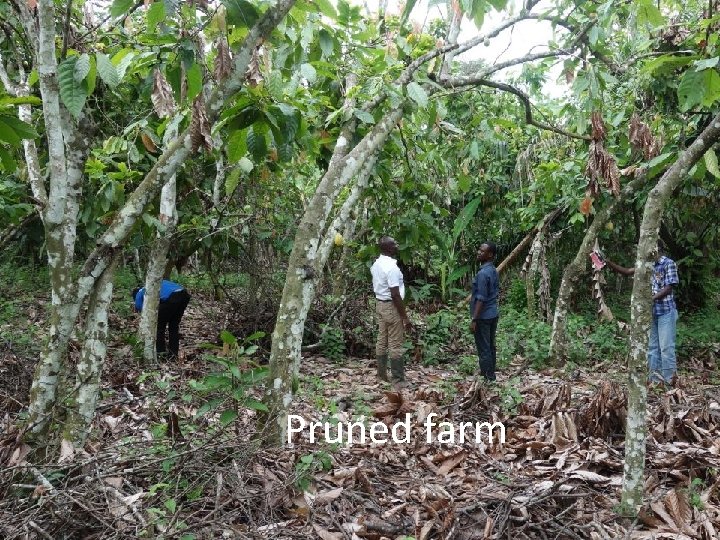 Pruned farm 