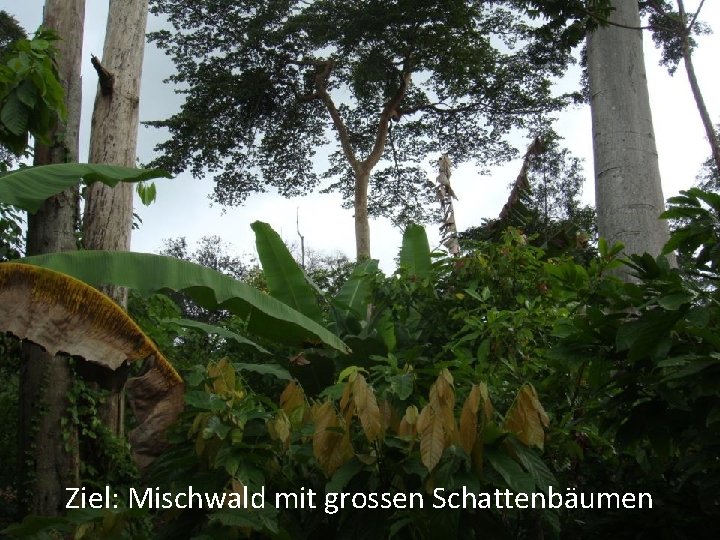 Ziel: Mischwald mit grossen Schattenbäumen 