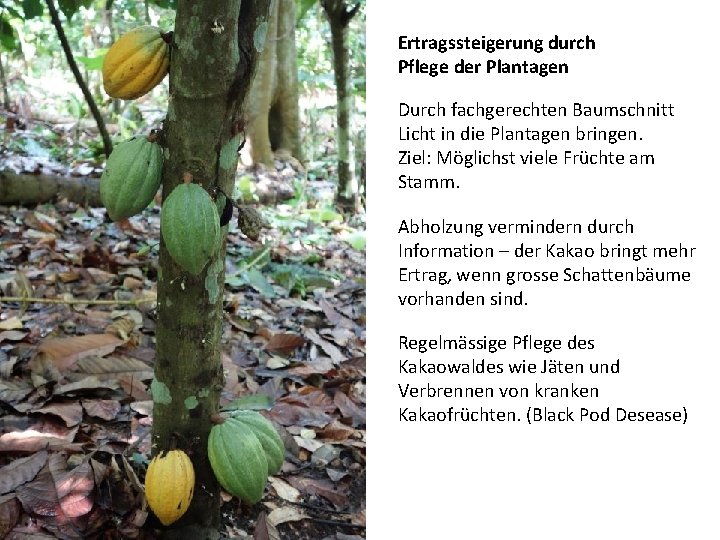 Ertragssteigerung durch Pflege der Plantagen Durch fachgerechten Baumschnitt Licht in die Plantagen bringen. Ziel: