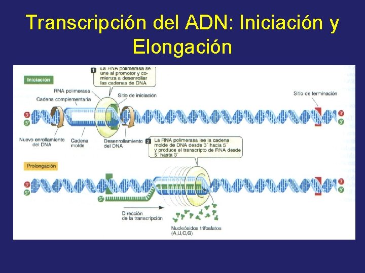 Transcripción del ADN: Iniciación y Elongación 