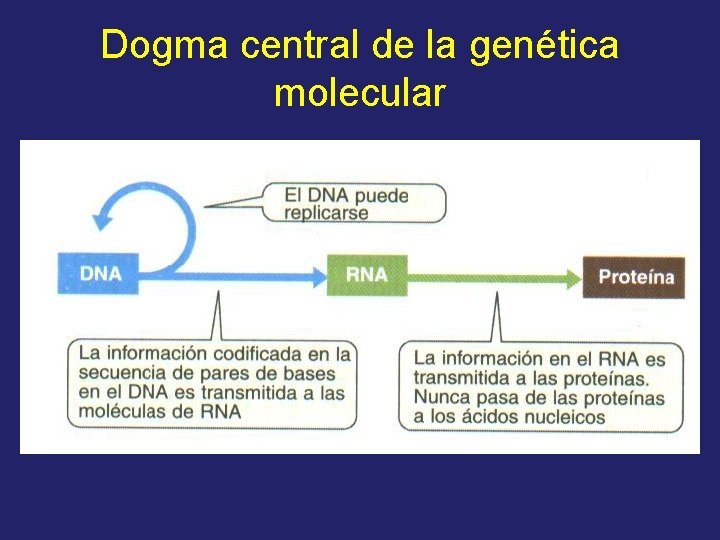 Dogma central de la genética molecular 