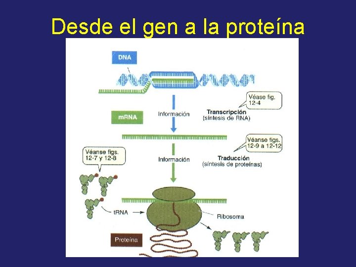 Desde el gen a la proteína 