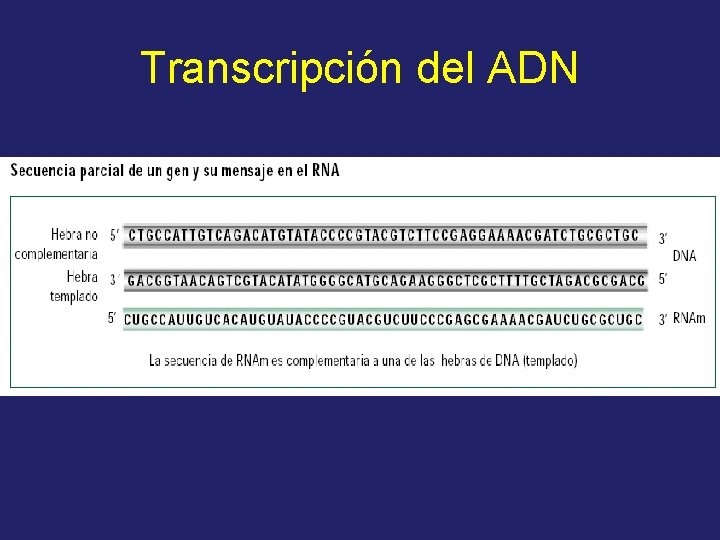 Transcripción del ADN 