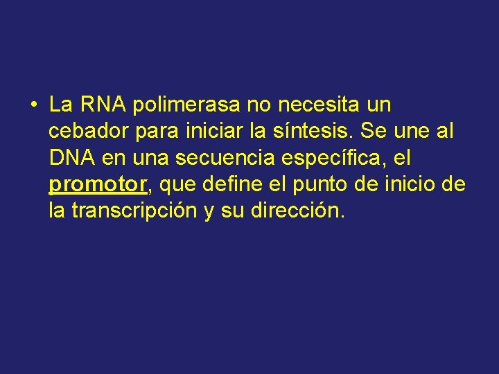  • La RNA polimerasa no necesita un cebador para iniciar la síntesis. Se