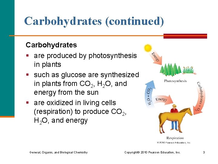 Carbohydrates (continued) Carbohydrates § are produced by photosynthesis in plants § such as glucose