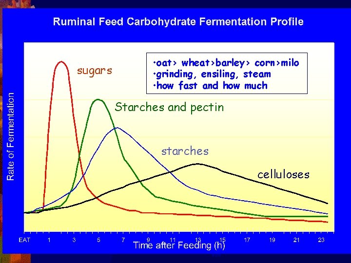 sugars • oat> wheat>barley> corn>milo • grinding, ensiling, steam • how fast and how sugars • oat> wheat>barley> corn>milo • grinding, ensiling, steam • how fast and how