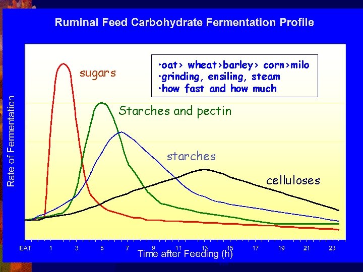 sugars • oat> wheat>barley> corn>milo • grinding, ensiling, steam • how fast and how