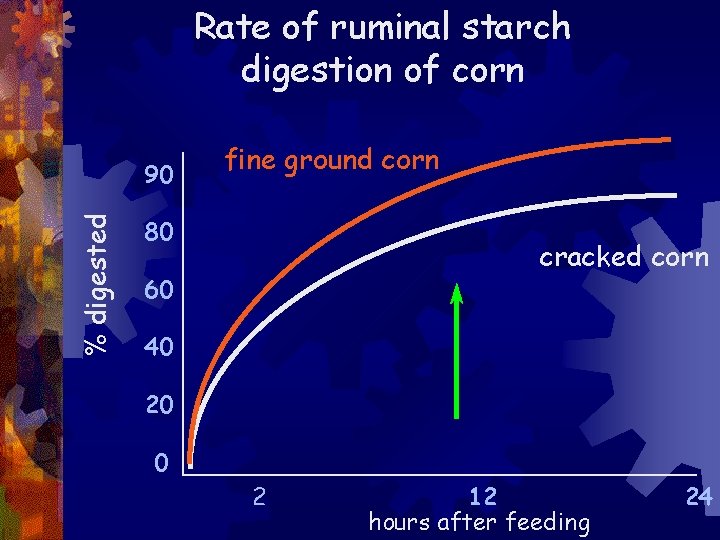 Rate of ruminal starch digestion of corn % digested 90 fine ground corn 80