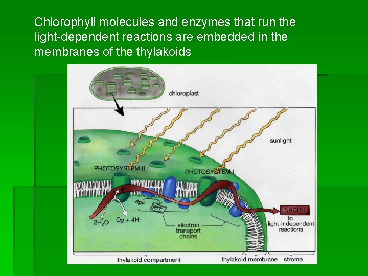 Chlorophyll molecules and enzymes that run the light-dependent reactions are embedded in the membranes