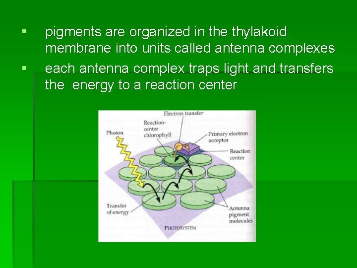 § § pigments are organized in the thylakoid membrane into units called antenna complexes