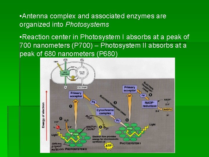  • Antenna complex and associated enzymes are organized into Photosystems • Reaction center