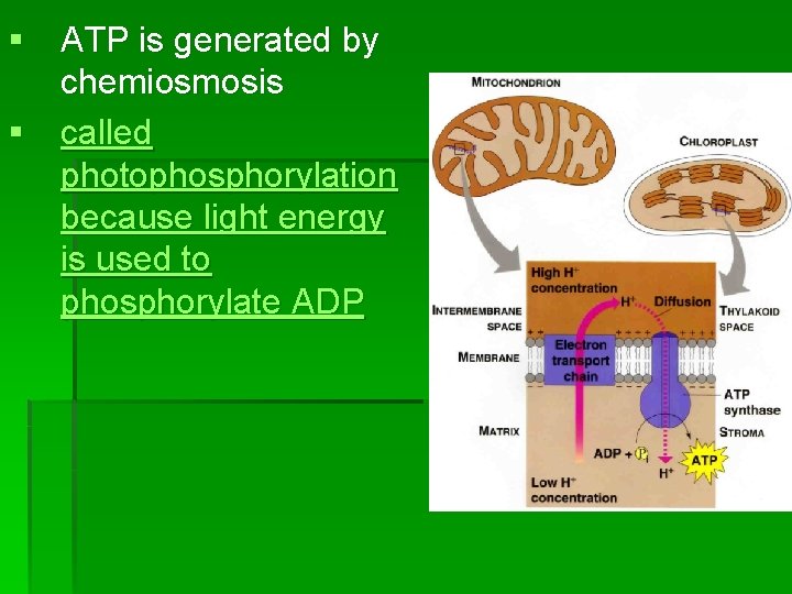 § ATP is generated by chemiosmosis § called photophosphorylation because light energy is used