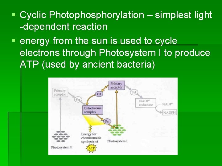 § Cyclic Photophosphorylation – simplest light -dependent reaction § energy from the sun is