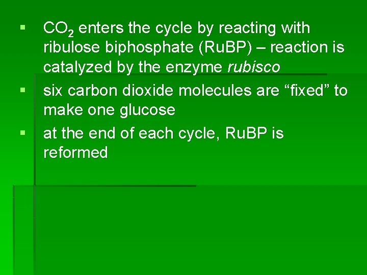 § CO 2 enters the cycle by reacting with ribulose biphosphate (Ru. BP) –