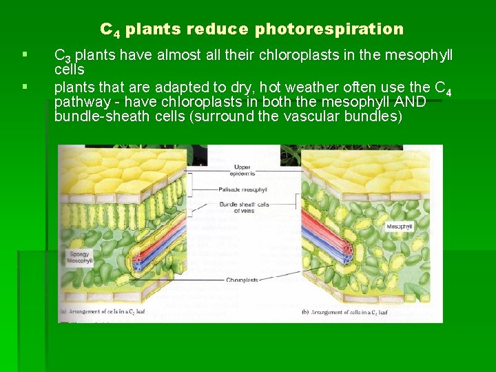 C 4 plants reduce photorespiration § § C 3 plants have almost all their