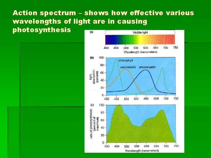 Action spectrum – shows how effective various wavelengths of light are in causing photosynthesis