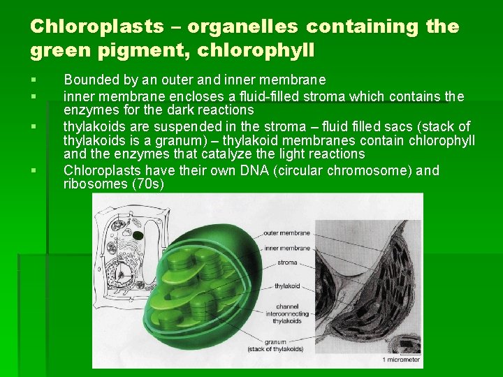 Chloroplasts – organelles containing the green pigment, chlorophyll § § Bounded by an outer