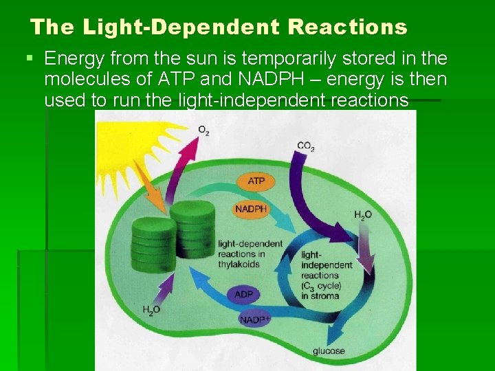 The Light-Dependent Reactions § Energy from the sun is temporarily stored in the molecules