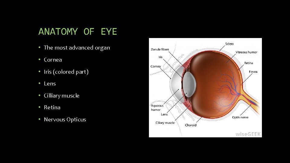 ANATOMY OF EYE • The most advanced organ • Cornea • Iris (colored part)