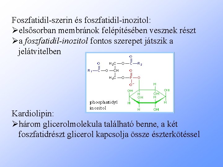 Foszfatidil-szerin és foszfatidil-inozitol: Øelsősorban membránok felépítésében vesznek részt Øa foszfatidil-inozitol fontos szerepet játszik a