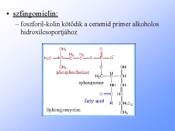  • szfingomielin: – foszforil-kolin kötődik a ceramid primer alkoholos hidroxilcsoportjához 