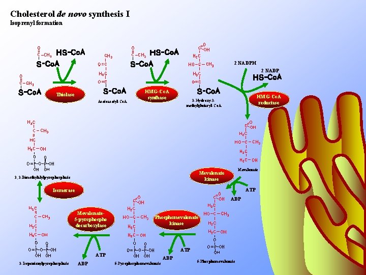 Cholesterol de novo synthesis I Isoprenyl formation 2 NADPH 2 NADP Thiolase Acetoacetyl-Co. A