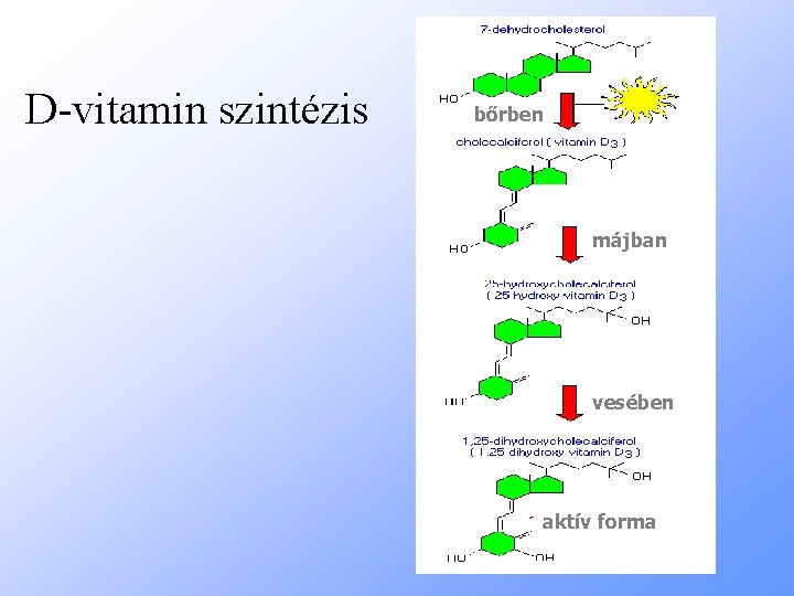D-vitamin szintézis bőrben májban vesében aktív forma 