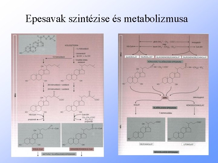 Epesavak szintézise és metabolizmusa 