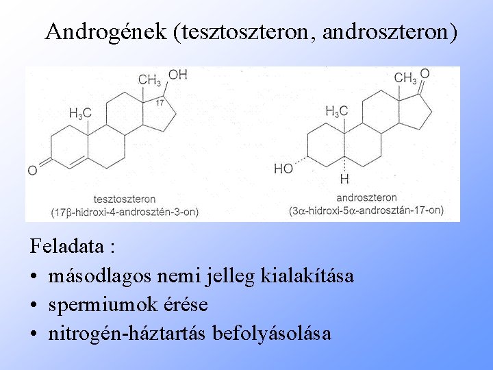 Androgének (tesztoszteron, androszteron) Feladata : • másodlagos nemi jelleg kialakítása • spermiumok érése •