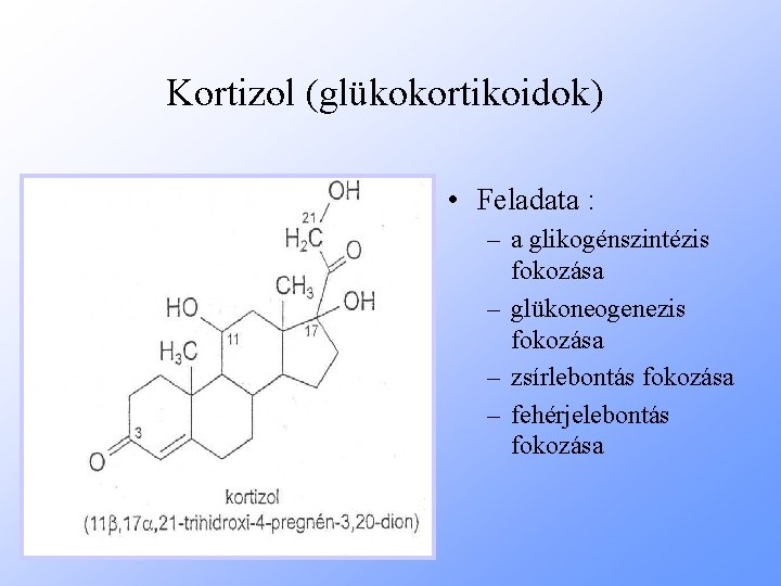 Kortizol (glükokortikoidok) • Feladata : – a glikogénszintézis fokozása – glükoneogenezis fokozása – zsírlebontás