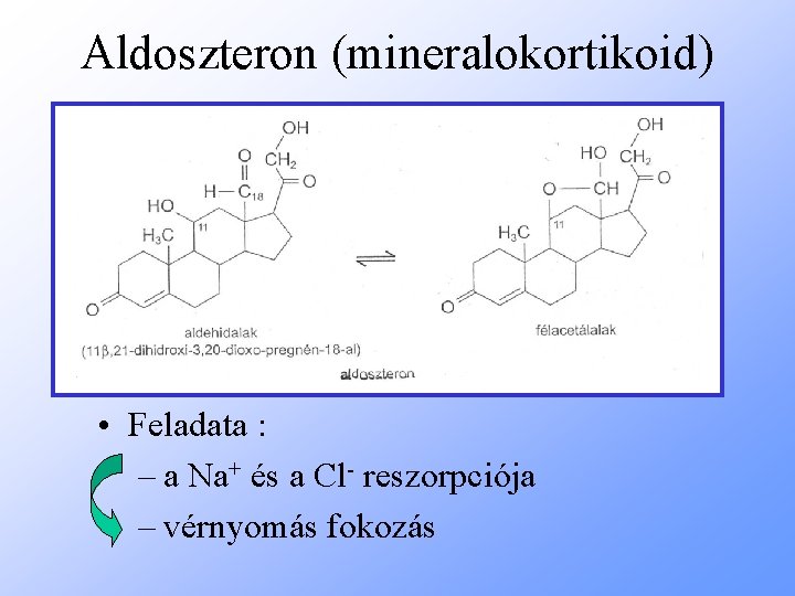 Aldoszteron (mineralokortikoid) • Feladata : – a Na+ és a Cl- reszorpciója – vérnyomás