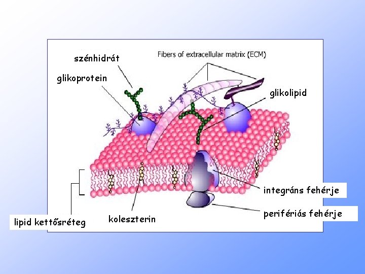 szénhidrát glikoprotein glikolipid integráns fehérje lipid kettősréteg koleszterin perifériás fehérje 