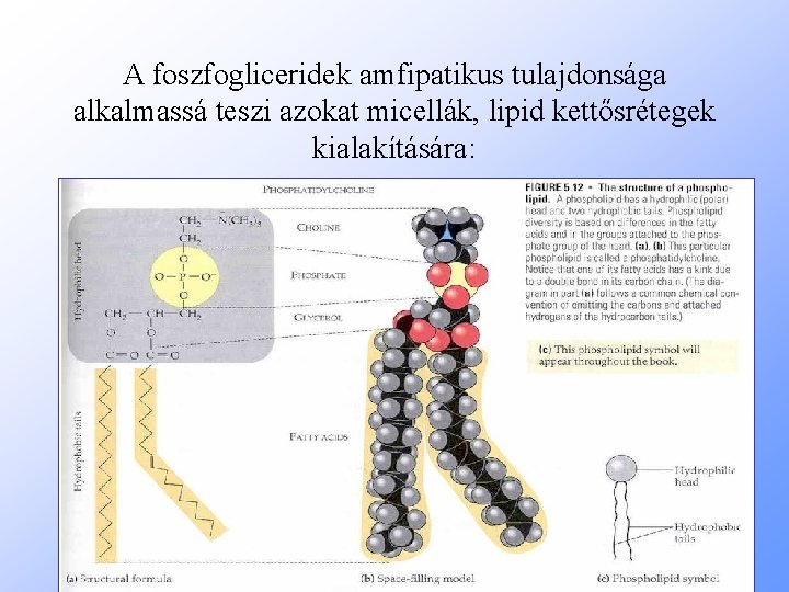 A foszfogliceridek amfipatikus tulajdonsága alkalmassá teszi azokat micellák, lipid kettősrétegek kialakítására: 