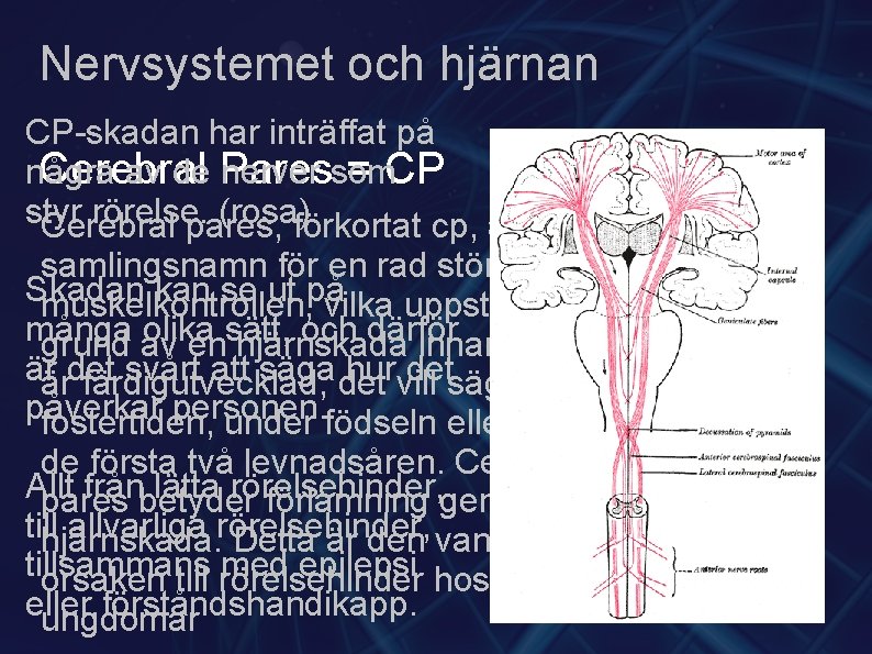 Nervsystemet och hjärnan CP-skadan har inträffat på Cerebral = CP några av de Pares