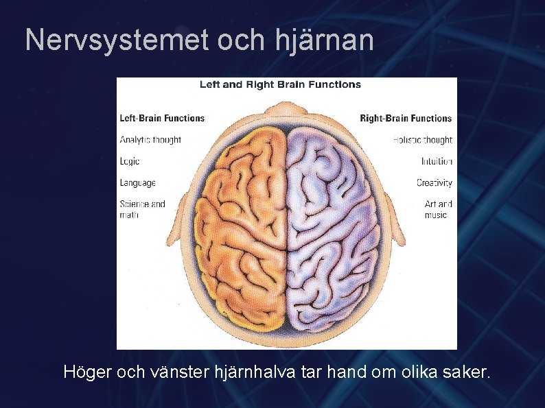 Nervsystemet och hjärnan Höger och vänster hjärnhalva tar hand om olika saker. 