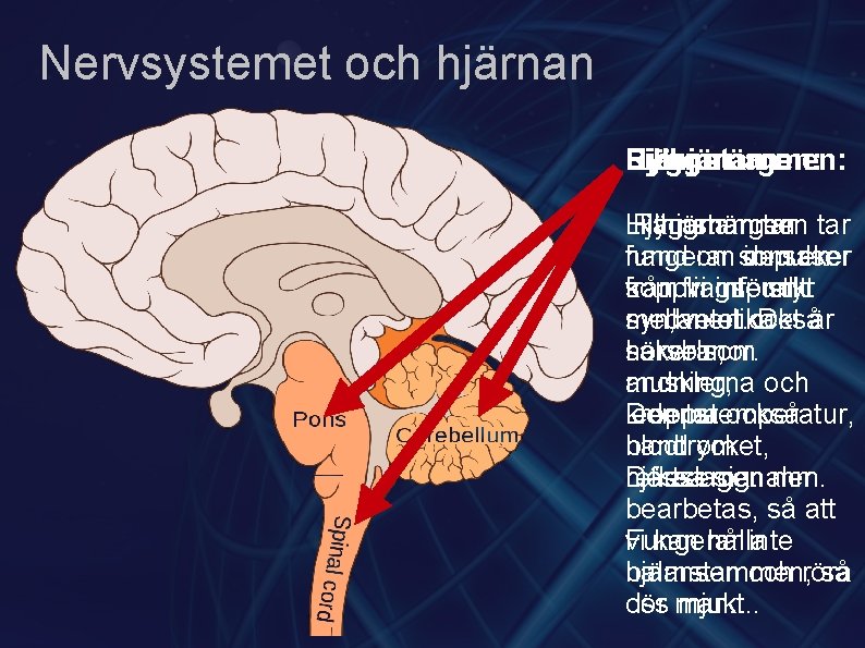 Nervsystemet och hjärnan Ryggmärgen: Lillhjärnan: Hjärnstammen Lillhjärnan Ryggmärgen tar fungerar hand om som impulser