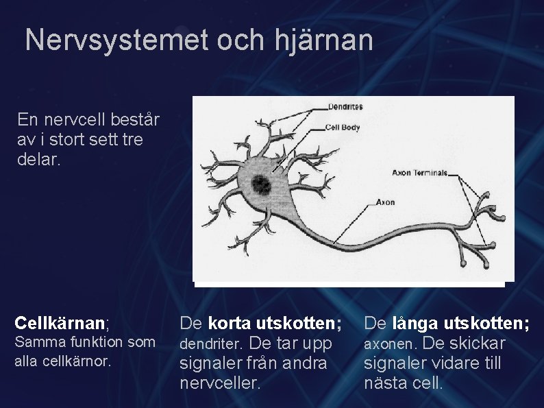 Nervsystemet och hjärnan En nervcell består av i stort sett tre delar. Cellkärnan; Samma