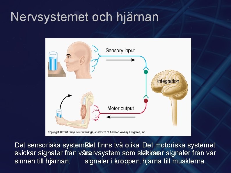 Nervsystemet och hjärnan Det sensoriska systemet Det finns två olika Det motoriska systemet skickar