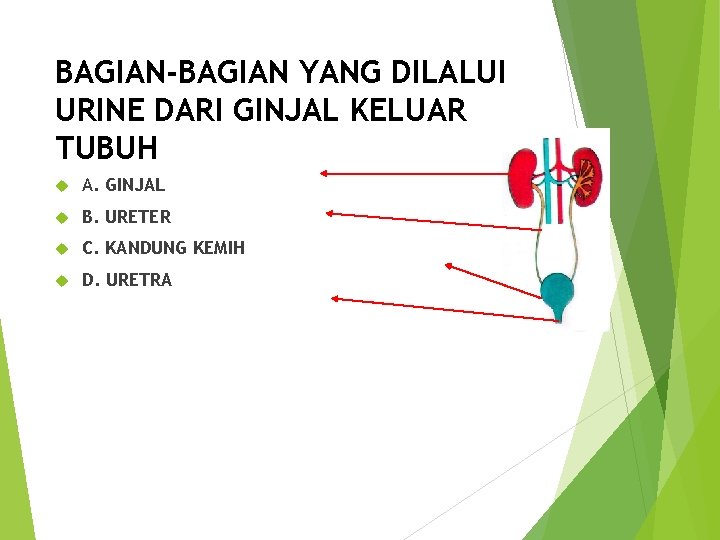 BAGIAN-BAGIAN YANG DILALUI URINE DARI GINJAL KELUAR TUBUH A. GINJAL B. URETER C. KANDUNG