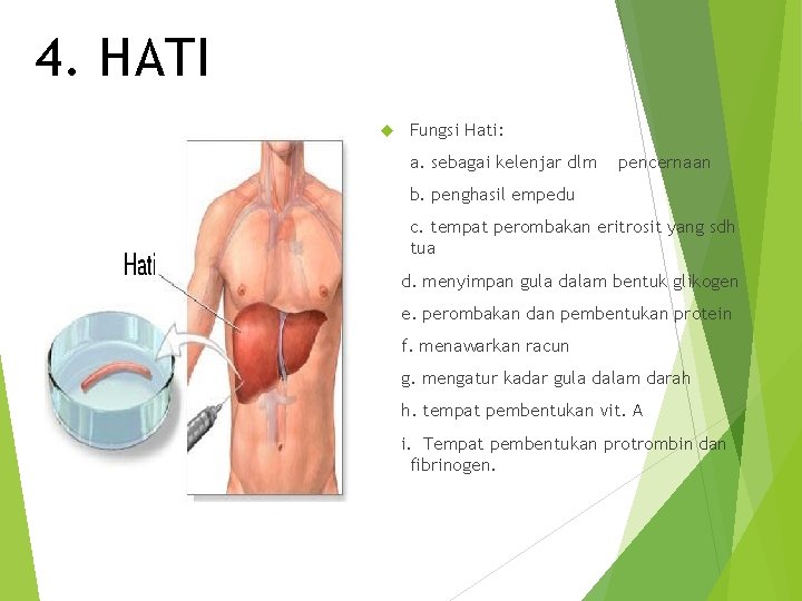 4. HATI Fungsi Hati: a. sebagai kelenjar dlm pencernaan b. penghasil empedu c. tempat