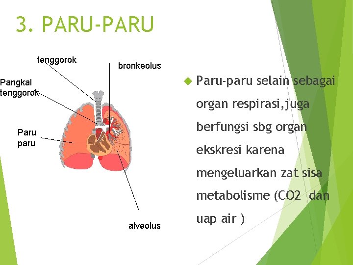 3. PARU-PARU tenggorok bronkeolus Paru-paru Pangkal tenggorok selain sebagai organ respirasi, juga berfungsi sbg