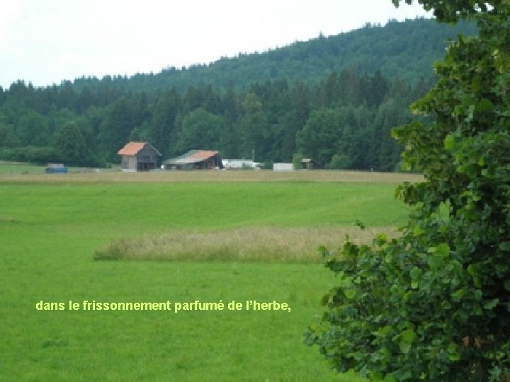 dans le frissonnement parfumé de l’herbe, 