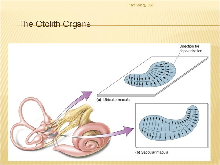 Psychology 355 The Otolith Organs 13 