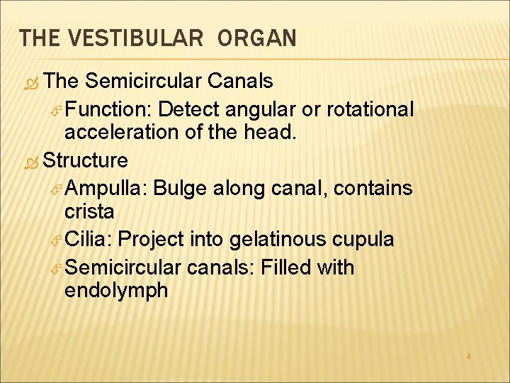 THE VESTIBULAR ORGAN The Semicircular Canals Function: Detect angular or rotational acceleration of the